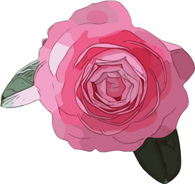 粉红玫瑰 矢量手绘素材