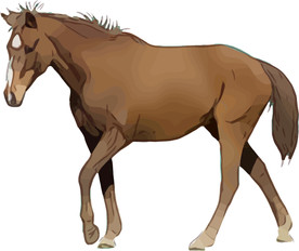 马 矢量手绘素材