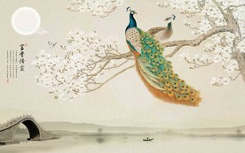 大型富贵花开孔雀玉兰背景壁纸