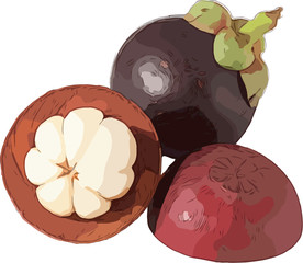 山竹 矢量手绘素材