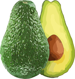 牛油果 矢量手绘素材