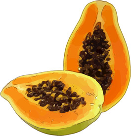 木瓜 矢量手绘素材