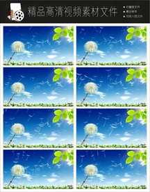 清纯唯美蒲公英舞台视频素材