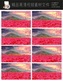 唯美浪漫迷幻欧式紫色花朵视频