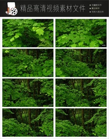 深山野林风景实拍视频素材视频