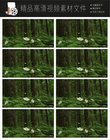 深山野林风景实拍视频素材视频