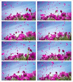 唯美月季背景AV高清视频