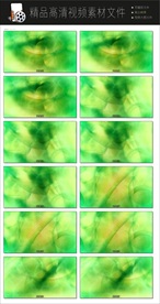 抖音神曲海草舞转场空镜头