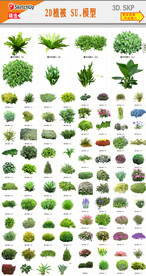 绿化带植物SU模型