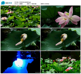 荷花落 舞蹈舞台背景视频成品