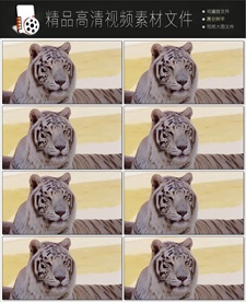 4k高清老虎视频动画
