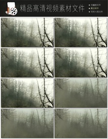 带通道的粒子花海视频素材