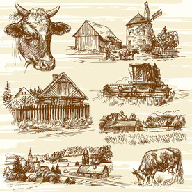 乡村放牛矢量插画素材