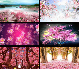 唯美十里桃花舞台背景视频素材