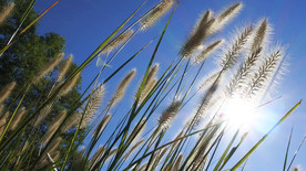 逆光下的狗尾草