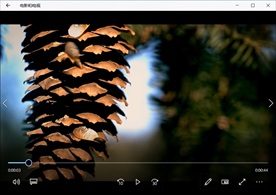 清晨阳光森林自然风景植物花卉生