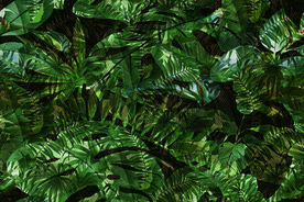 热带植物 芭蕉叶 棕榈