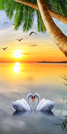 海景天鹅清新玄关背景