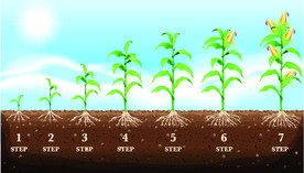 玉米生长过程矢量插画