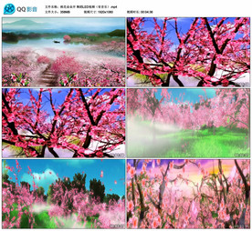 桃花朵朵开 舞蹈舞台背景视频