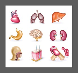 矢量人体器官