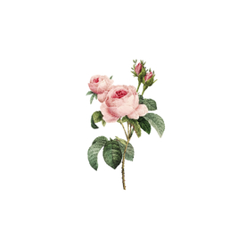 手绘粉红色玫瑰