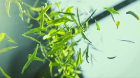 清新茶叶种植晒茶泡茶实拍