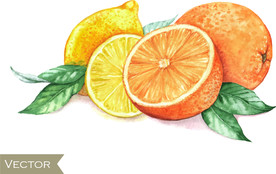 水彩桔子和绿叶矢量素材