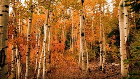 桦木 秋 树 自然 森林 白桦