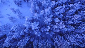 雪域树木 冬天 景观 森林