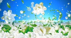 茉莉花开歌曲MV背景视频