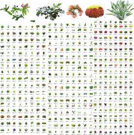 园林花卉植物