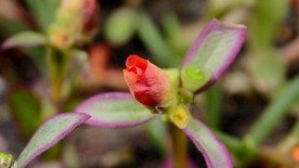 红色 开花 夏天