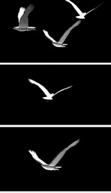 三款飞鸟飞鹰带alpha透明通