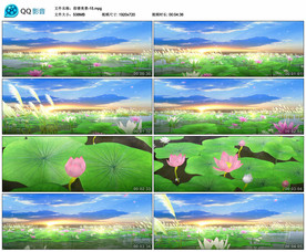 唯美大气荷花荷塘 舞台背景视频