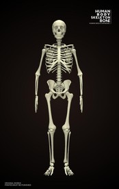 人体骨骼