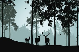 麋鹿山林插画插图