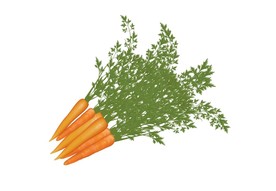 胡萝卜 蔬菜