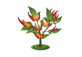 指天椒 矢量蔬菜