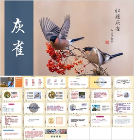 《灰雀》精选小学语文课本教育