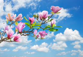 超高清玉兰花风景画背景墙图片