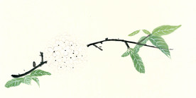 原创禅意插画 琼花