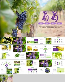 葡萄庄园新疆葡萄PPT