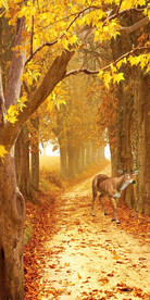 黄金大道玄关背景