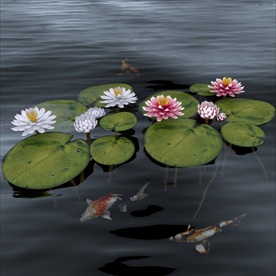 荷花池里的锦鲤