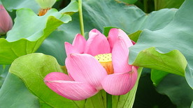 粉色荷花实拍视频