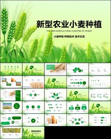 农业种植小麦PPT模板