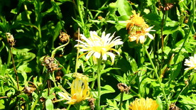 黄菊花实拍视频