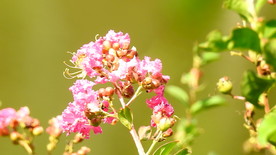 紫薇花实拍视频