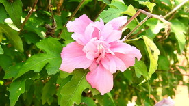 粉紫重瓣木槿花实拍视频